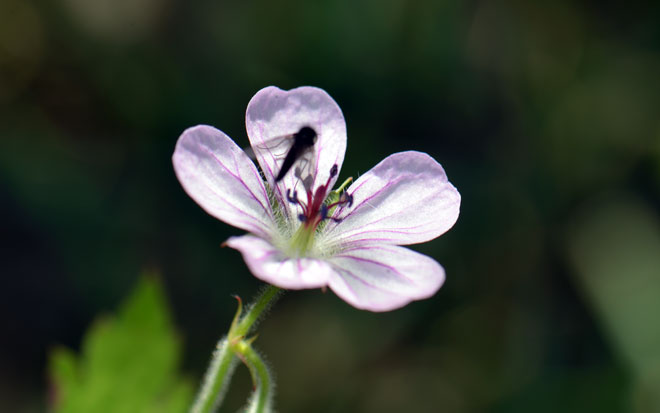 Geranium richardsonii